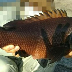 モンスターハンター釣行